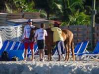 You might even see a horse on the beach! I never saw anyone riding this horse but I&#39;m sure there was a business opportunity here somewhere. In general the island&#39;s horses are much smaller and slighter than the horses you see here.